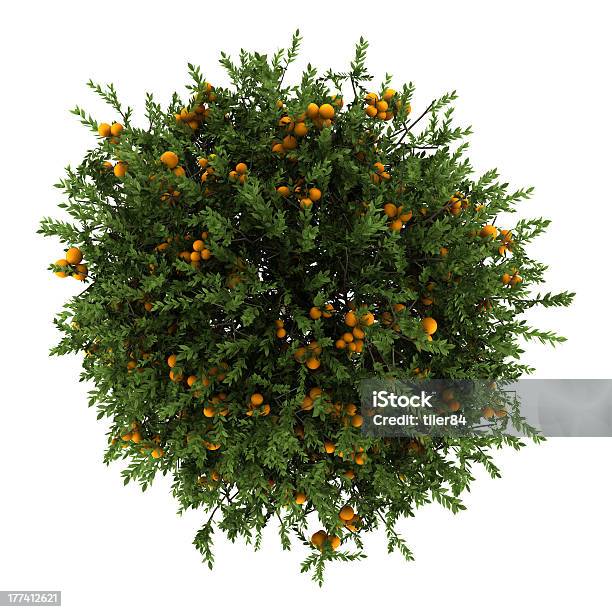 Top View Of Orange Tree Isolated On White Background Stock Photo - Download Image Now