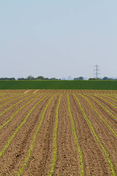 istock Fresh farm field with lines 177412636
