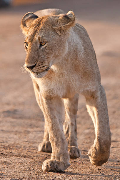 istock Lioness in the Maasai Mara 177412726