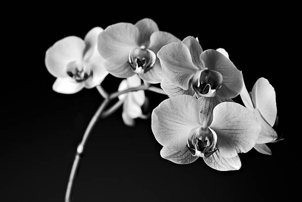 istock Close up of Orchids on Black Backdrop 177412947
