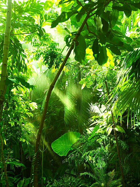 bosque tropical, los árboles en la luz del sol y lluvia - rain monsoon rainforest storm fotografías e imágenes de stock