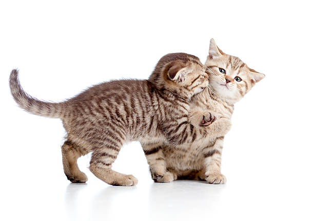 istock two funny playful small kittens playing with each other 177413042