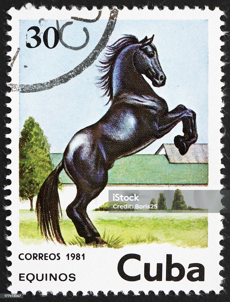 Horse, Equus Ferus Caballus "CUBA - CIRCA 1981: a stamp printed in the Cuba shows Horse, Equus Ferus Caballus, circa 1981" Animal Stock Photo