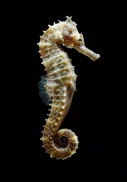 caballito de mar aislado sobre fondo negro - sea horse fotografías e imágenes de stock