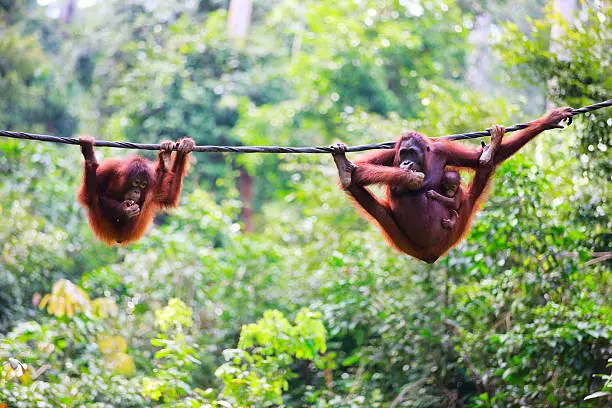 "Mother, baby and child orangutans from Sabah in Malaysian Borneo"