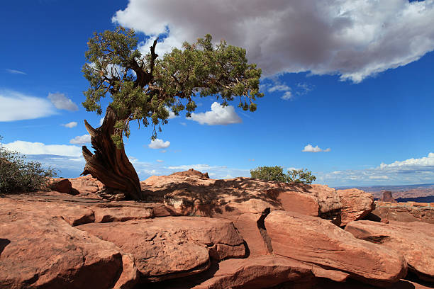 istock Lonely tree in Canyonlands, Utah 177413163