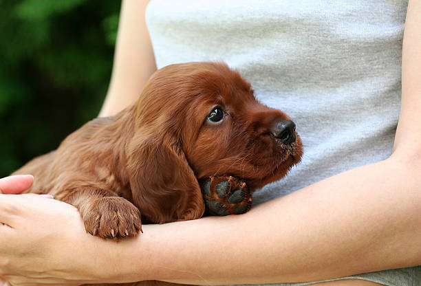 Dog puppy Cute Irish Setter puppy irish setter puppy stock pictures, royalty-free photos & images