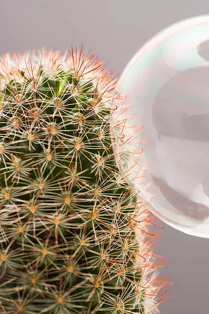 Closeup of bubble stuck on the needles of a cactus