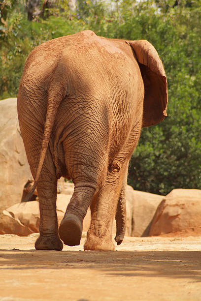 Beata de elefante - fotografia de stock