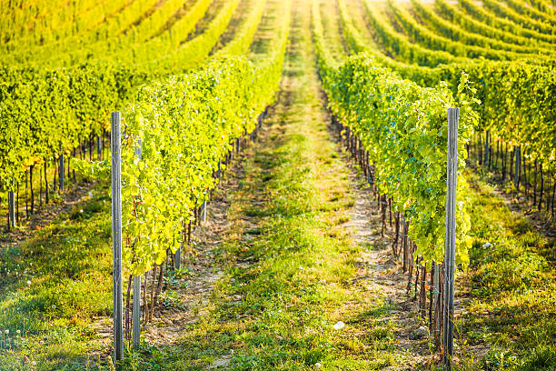 Detail of vineyard in Palava, Czech Republic stock photo