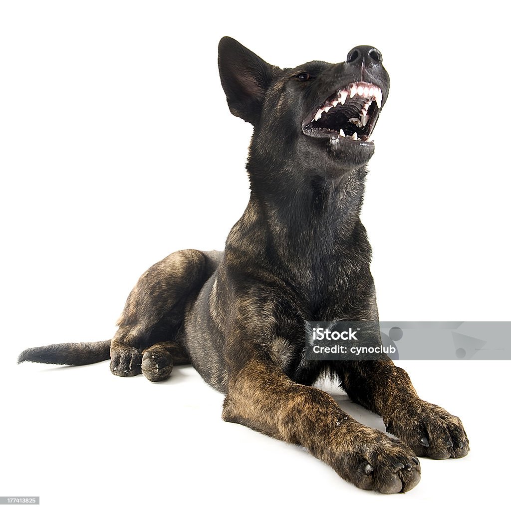 aggressive Holland Shepherd - Lizenzfrei Hund Stock-Foto