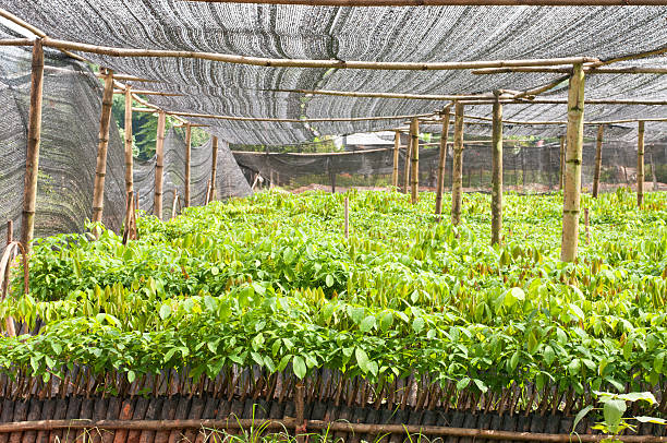 istock Seedlings of rubber trees 177413837