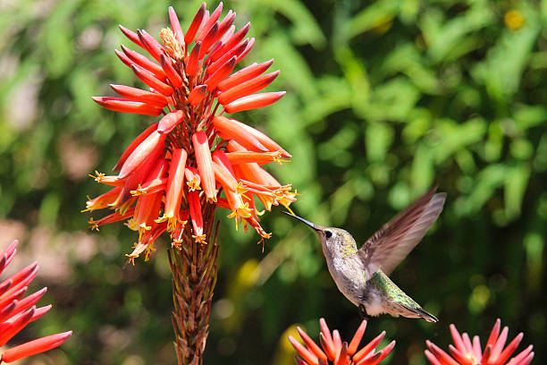 istock Hummingbird in flight toward red flower 177413863