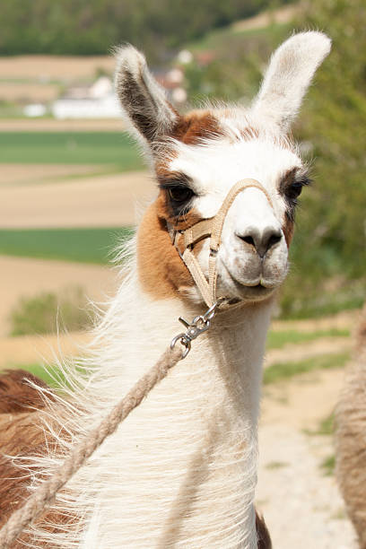 istock Portait of a Llama 177413892