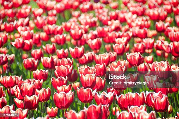 Foto de Tulipas Chefes Padrão Horizontal e mais fotos de stock de Agricultura - Agricultura, Beleza natural - Natureza, Bouquet