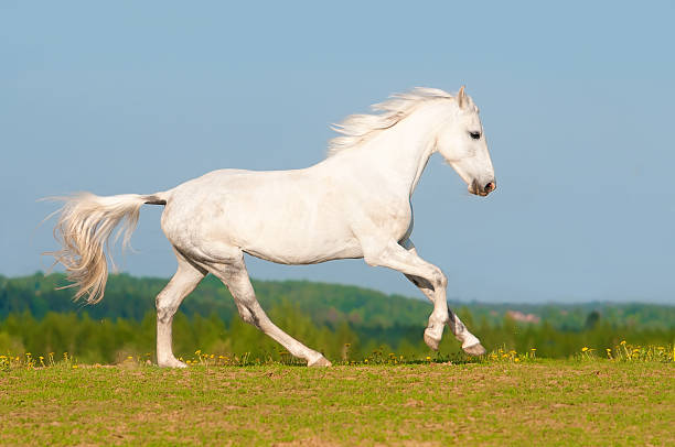 istock White Orlov trotter horse runs gallop on the meadow 177414000