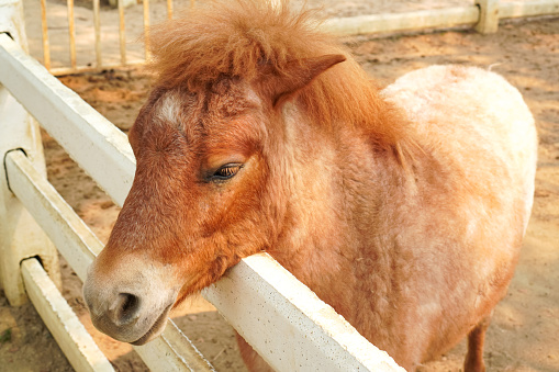 Close-up shot of a brown-haired foal waiting to be fed in the stables of a ranch.