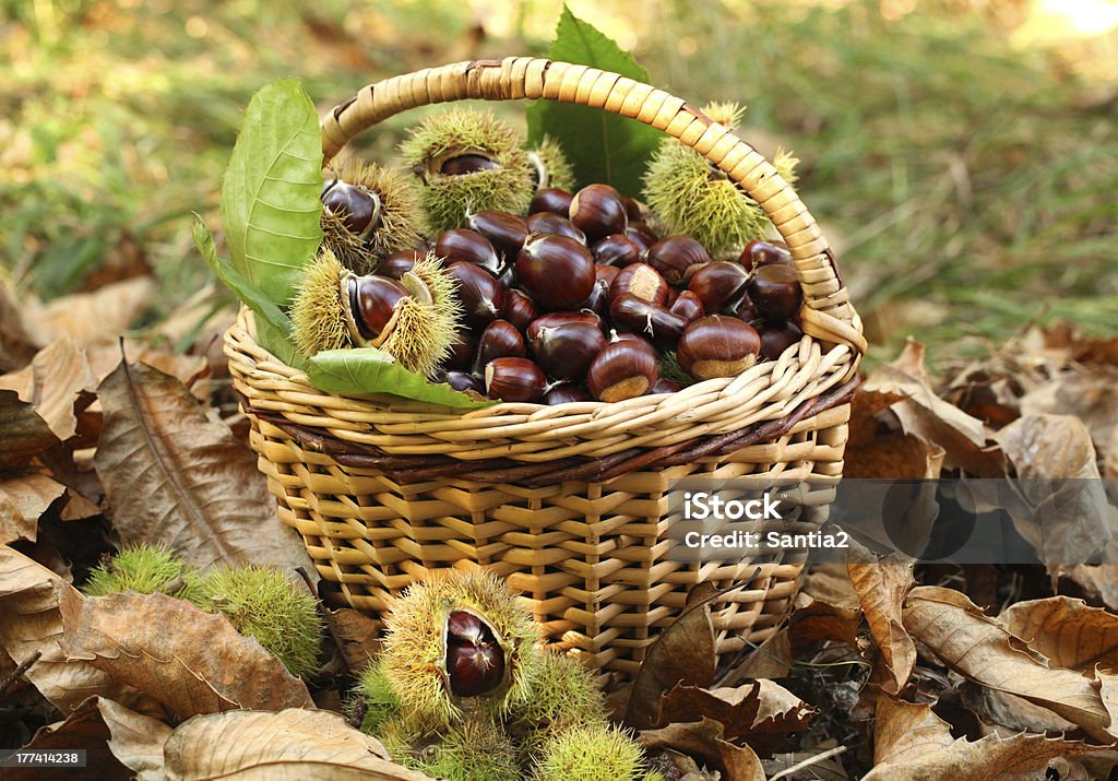 Chestnuts in basket Chestnut harvest in wicker basket Autumn Stock Photo