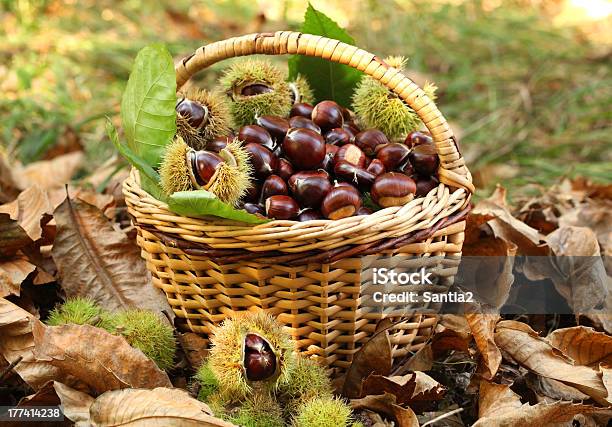 Chestnuts In Basket Stock Photo - Download Image Now - Autumn, Basket, Brown