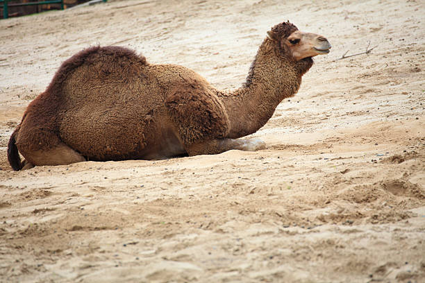 Camel head on desert background