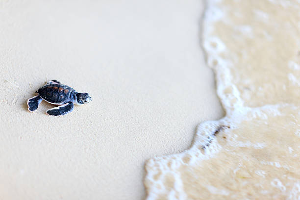 Baby green turtle Baby green turtle making its way to the ocean newborn animal stock pictures, royalty-free photos & images