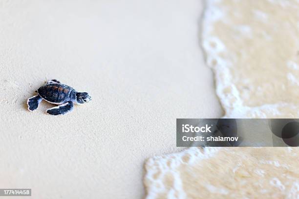 Baby Green Turtle Stock Photo - Download Image Now - Sea Turtle, Beach, Turtle