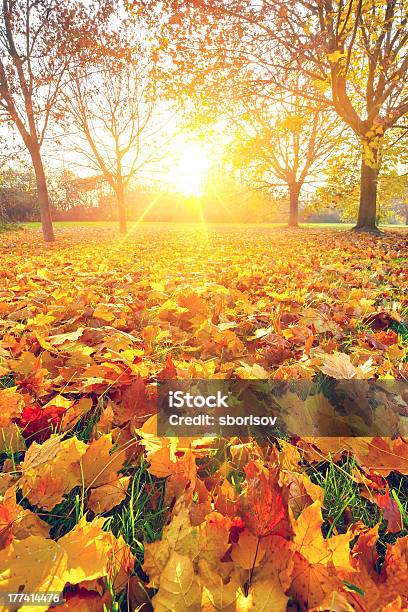 Sunny Autumn Foliage Stock Photo - Download Image Now - Autumn, Beauty In Nature, Bright