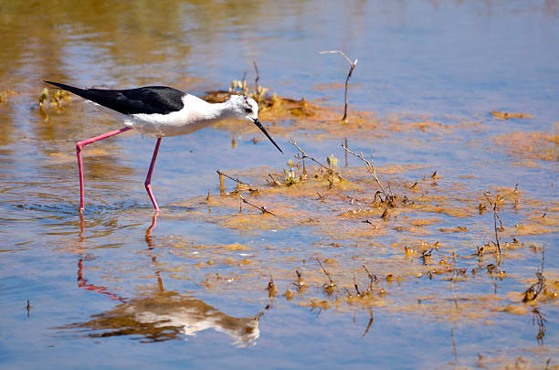 istock Black-winged Stilt in the marsh 177414561
