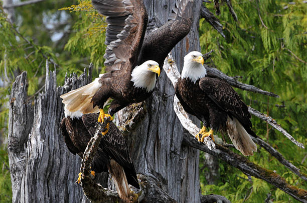 Bald Eagle taking off from a tree "Two Bald Eagles, one flying off of a branch near Ketchikan, Alaska" southeastern alaska stock pictures, royalty-free photos & images