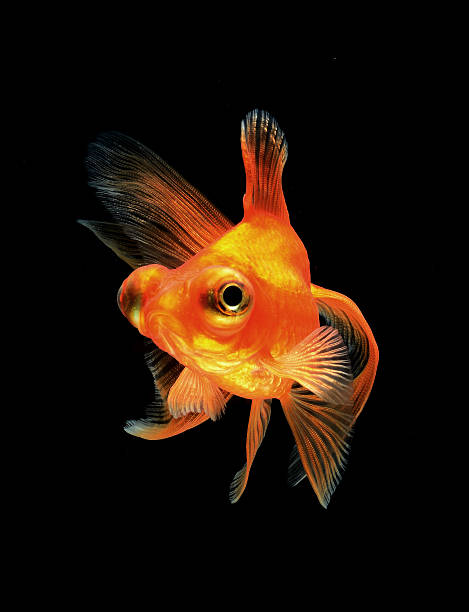 goldfish on black background stock photo