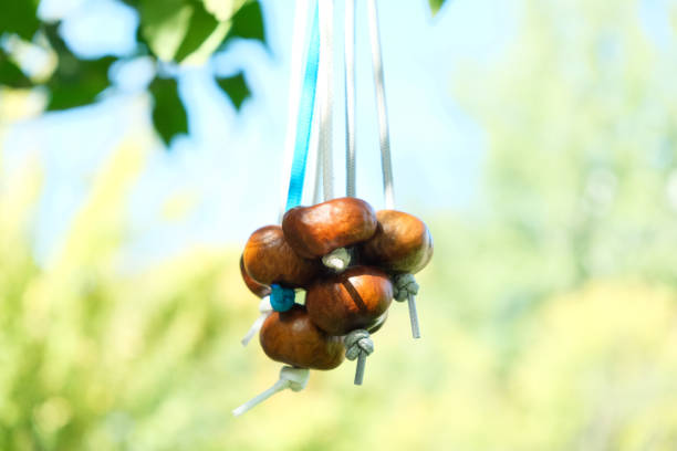 Conkers on strings hanging next to each other on horse chestnut tree. Accessories for Conkers game.