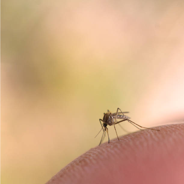 istock Macro of mosquito on human skin 177414974