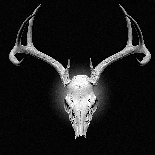 istock Close up of a deer skull on a black background 177415006