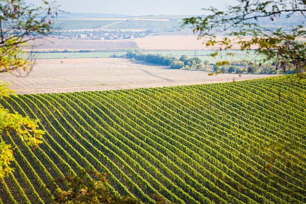 Vineyard with nearby fields in Palava, Czech stock photo