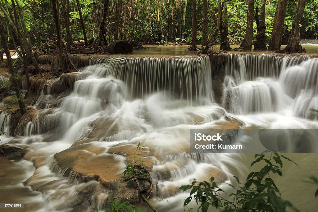 Dedicase Cascade - Photo de Animaux à l'état sauvage libre de droits