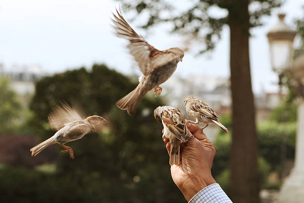 istock Birds taking food from hand - 2 177415332