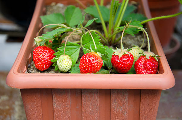 Organic Fresh Strawberries In The Pot