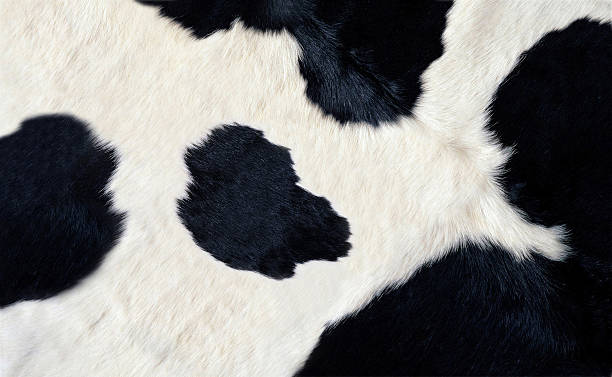real black and white cow hide stock photo