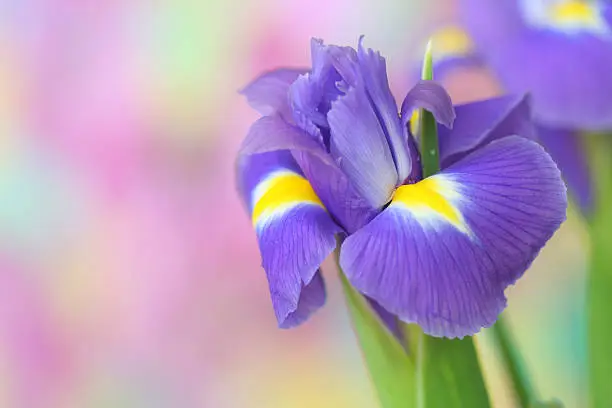 Photo of iris flower