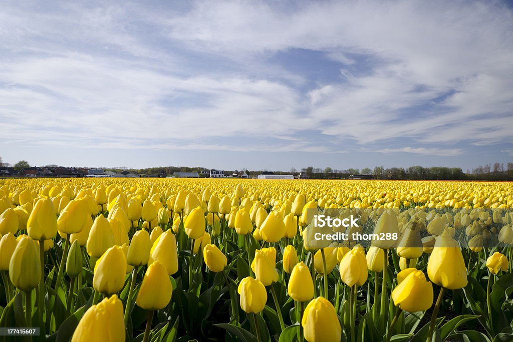Champ de Tulipe - Photo de Agriculture libre de droits