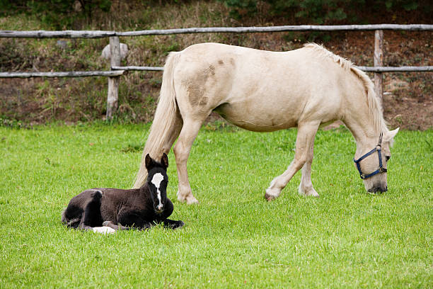 istock Mare and colt resting on green grass 177415611