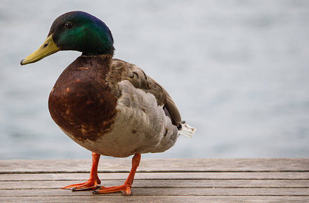 Mallard auf Bank, Zürich – Foto