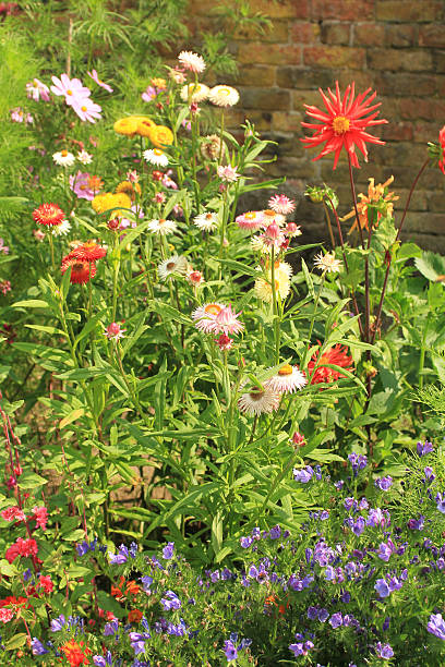 Flower Bed stock photo
