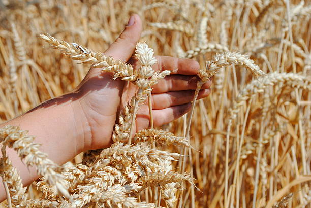 istock kid hand brushes ears of wheat 177415973