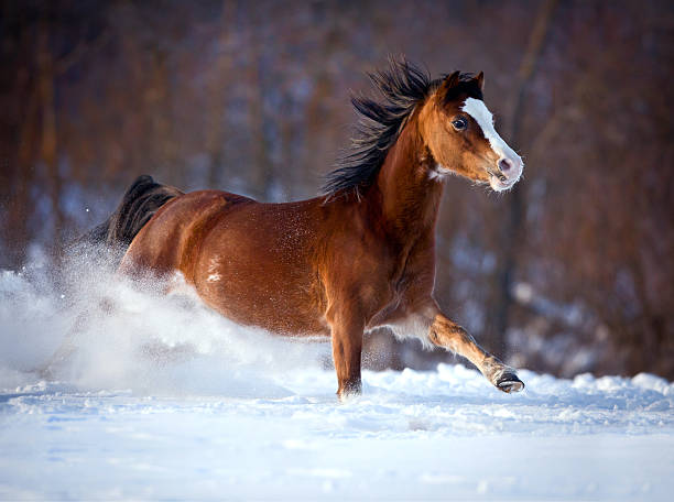 istock Bay horse runs in winter 177416175