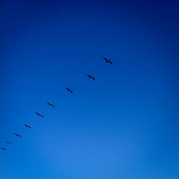 Troupeau de Pelicans - Photo