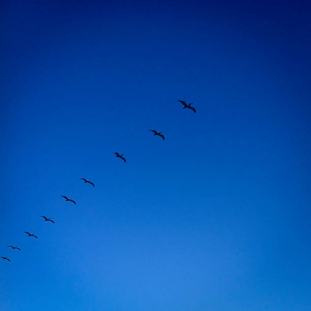 Stormo di Pelicans - foto stock