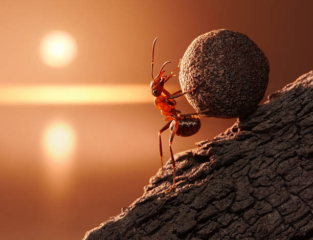 ant Sisyphus "ant rolls stone uphill on sunset or sunrise, concept" sisyphus stock pictures, royalty-free photos & images