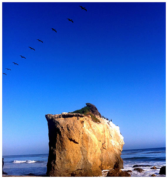 Flock of birds fly over the beach. stock photo