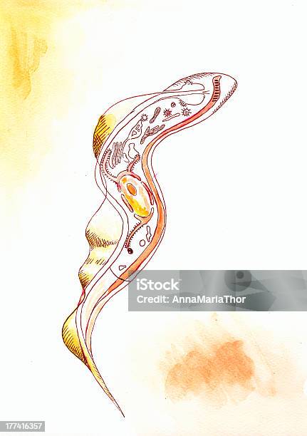 Trypanosoma Gambiense Stock Illustration - Download Image Now - Trypanosoma, Anatomy, Creativity